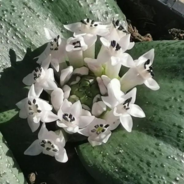 Massonia Amoena Massonia Amoena