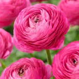 Ranunculi F1 Hot Pink Pkranfhp - Garden Express Australia