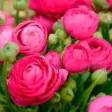 Ranunculi F1 – Hot Pink Ranunculi F1 – Hot Pink