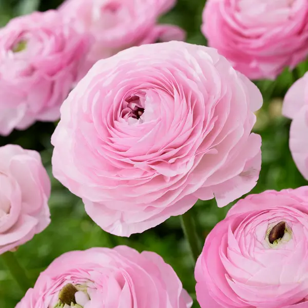 Ranunculi F1 – Light Pink