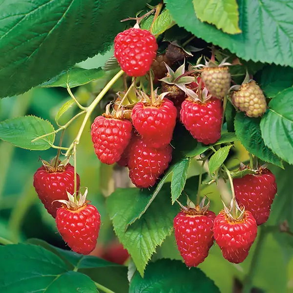 Raspberry Tulameen Raspberry Tulameen