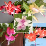 Schlumbergera Thor Starter Collection Colschstc - Garden Express Australia