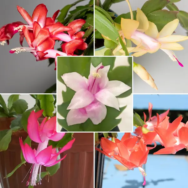 Schlumbergera Thor Starter Collection Schlumbergera Thor Starter Collection