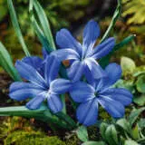 Tecophilaea Cyanocrocus Pkteccya - Garden Express Australia