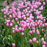 Tulip Pink Stock Pkpsttpi 2026 - Garden Express Australia