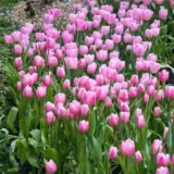 Tulip Pink Stock Pkpsttpi 2026 - Garden Express Australia