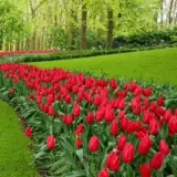 Tulip Red Stock Pkpsttre 2026 - Garden Express Australia