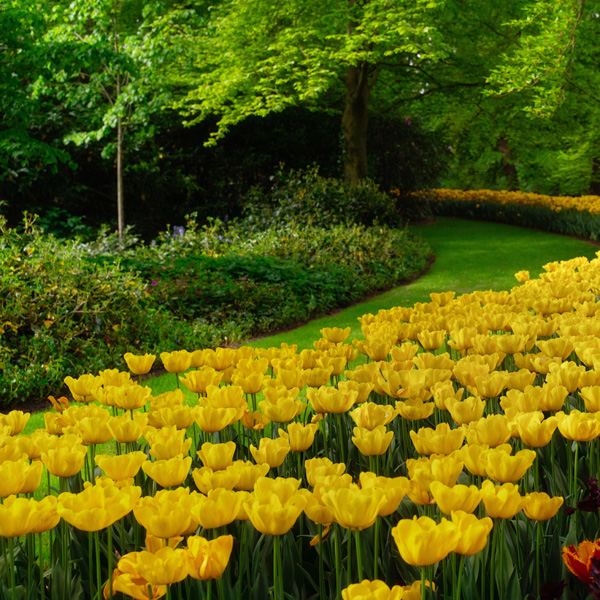 Planting Stock Tulip Yellow Planting Stock Tulip Yellow