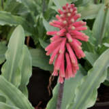 Veltheimia Capensis Forest Lily Pink Pkvelcap - Garden Express Australia