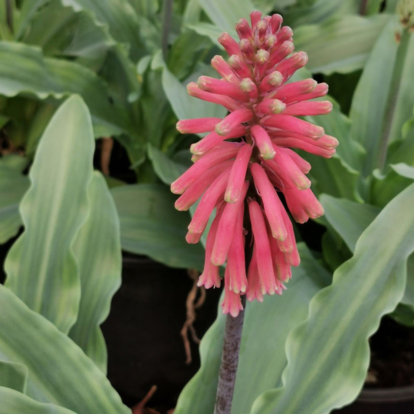 Veltheimia Capensis – Forest Lily Pink