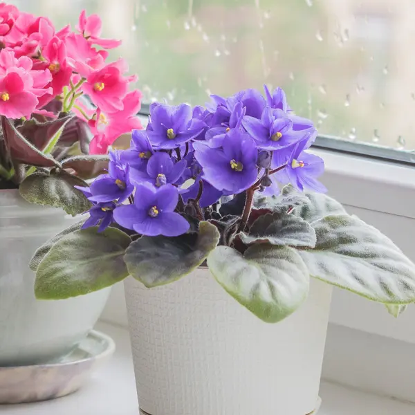 African Violet Light Blue