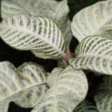 Aphelandra Zebra Plant White Flash P10aphwfl - Garden Express Australia