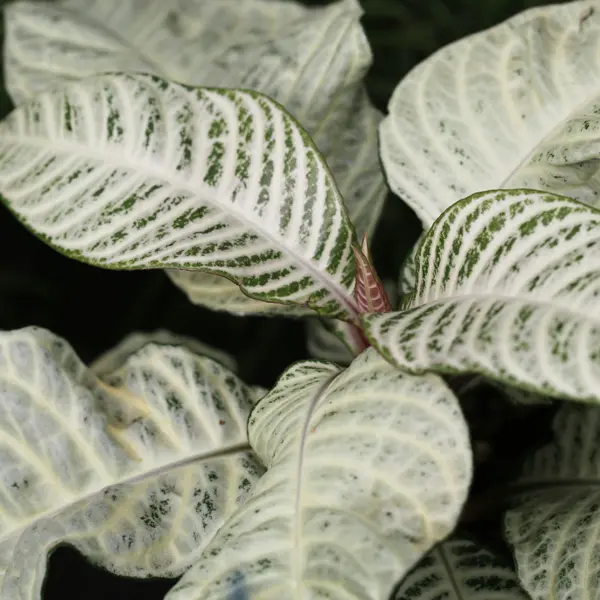 Aphelandra Zebra Plant White Flash