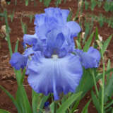 Bearded Iris Fair Dinkum Pkbirfdi - Garden Express Australia