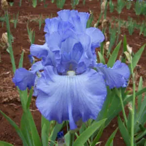 All Types Of Irises And Their Uses Bearded Iris Fair Dinkum Pkbirfdi - Garden Express Australia