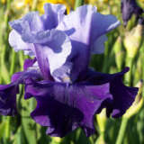 Bearded Iris Mystique