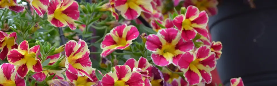 Calibrachoa Colibri Abstract Guava P68calcag - Garden Express Australia