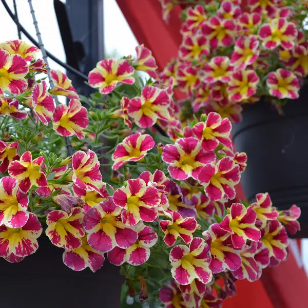 Calibrachoa Colibri Abstract Guava