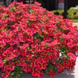 Calibrachoa Colibri Exotic Red Bling P68calcerb - Garden Express Australia