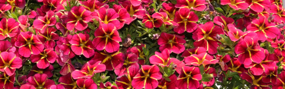 Calibrachoa Colibri Exotic Red Bling P68calcerb - Garden Express Australia