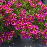 Calibrachoa Colibri Pink Bling P68calcpb - Garden Express Australia
