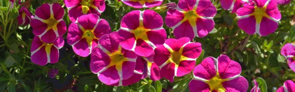 Calibrachoa Colibri Pink Bling P68calcpb - Garden Express Australia