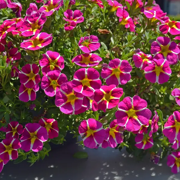 Calibrachoa Colibri Pink Bling