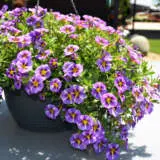 Calibrachoa Colibri Purple Bling P68calcpub - Garden Express Australia