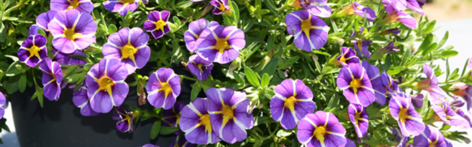 Calibrachoa Colibri Purple Bling P68calcpub - Garden Express Australia