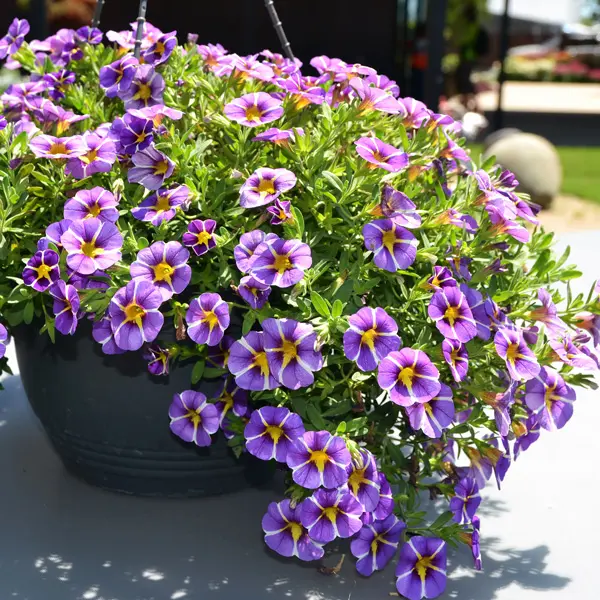 Calibrachoa Colibri Purple Bling
