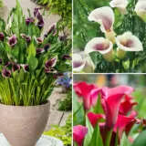 Calla Lily Collection 1 Colcalco1 - Garden Express Australia