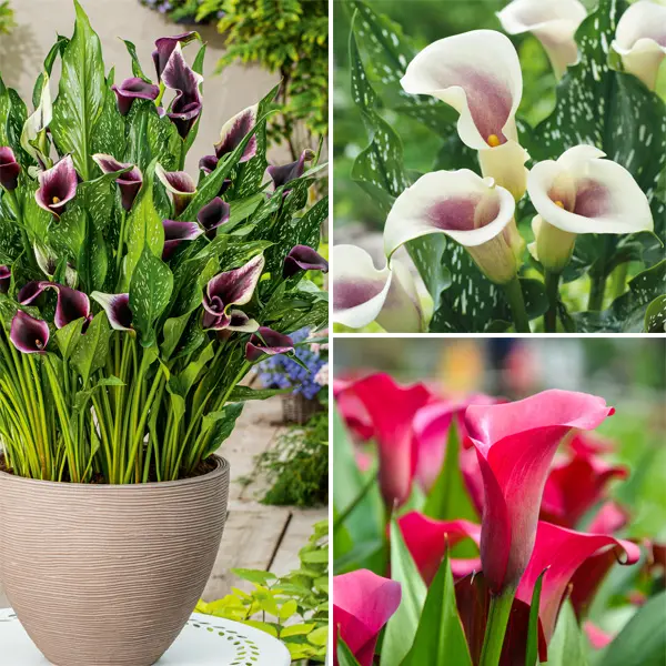 Calla Lily Collection 1