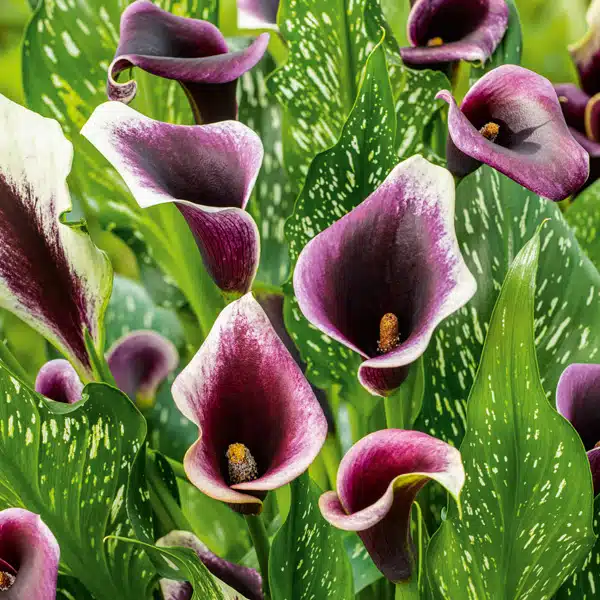 Calla Lily Dubai Nights Calla Lily Dubai Nights