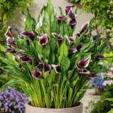 Calla Lily Dubai Nights Pkcaldni - Garden Express Australia
