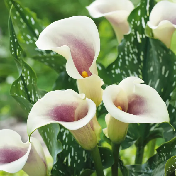 Calla Lily Picasso