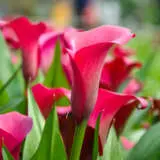 Calla Lily Tokyo Pkcaltok - Garden Express Australia