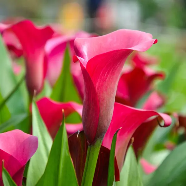 Calla Lily Tokyo Calla Lily Tokyo