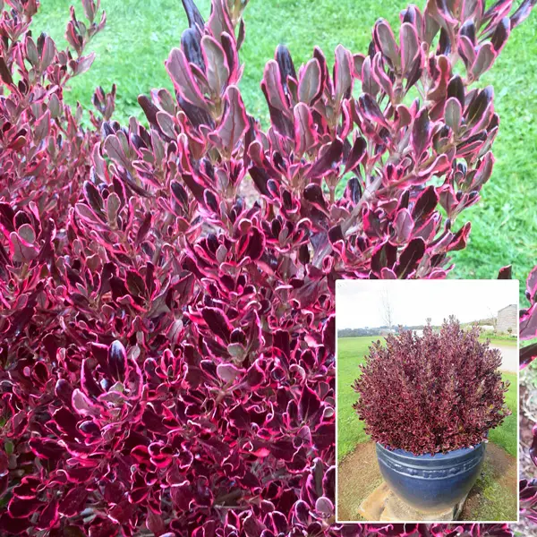 Coprosma Pacific Sunrise (pbr)