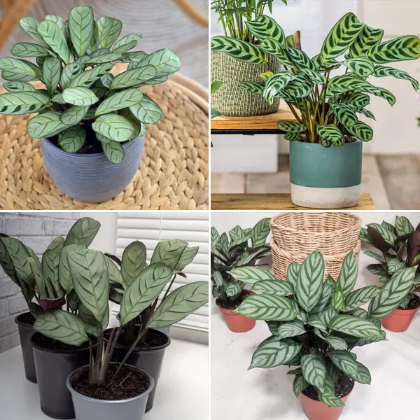 Ctnenanthe Collection