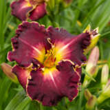Daylily Excellent