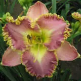 Daylily Lavender Tutu Pkdliltu - Garden Express Australia