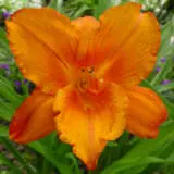 Daylily My Reggae Tiger Pkdlimrt - Garden Express Australia