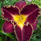 Daylily Storm Of The Century