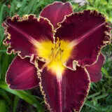 Daylily Storm Of The Century Pkdlisoc - Garden Express Australia
