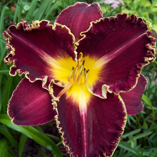 Daylily Storm Of The Century