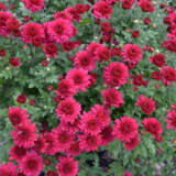 Garden Mum Chrysanthemum – Alizarine Red