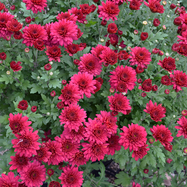 Garden Mum Chrysanthemum – Alizarine Red