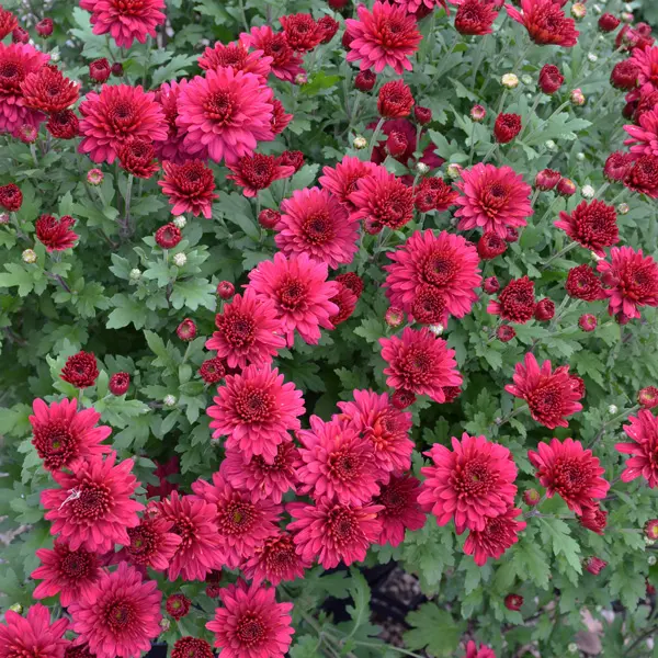 Garden Mum Chrysanthemum – Alizarine Red Garden Mum Chrysanthemum – Alizarine Red