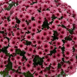 Garden Mum Chrysanthemum Hourra Dark Rose P10gmuhdr - Garden Express Australia