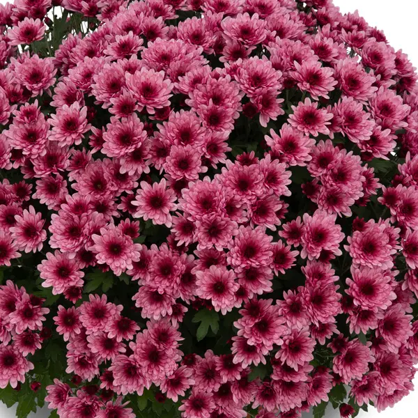 Garden Mum Chrysanthemum – Hourra Dark Rose Garden Mum Chrysanthemum – Hourra Dark Rose